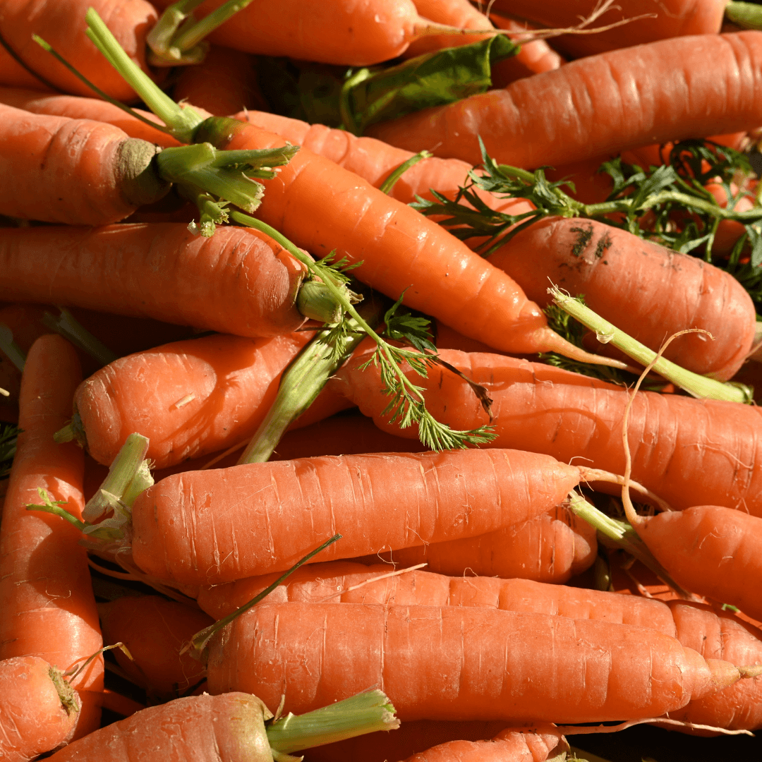 A close-up photograph of freshly harvested carrots with vibrant green foliage attached, arranged together in natural sunlight.