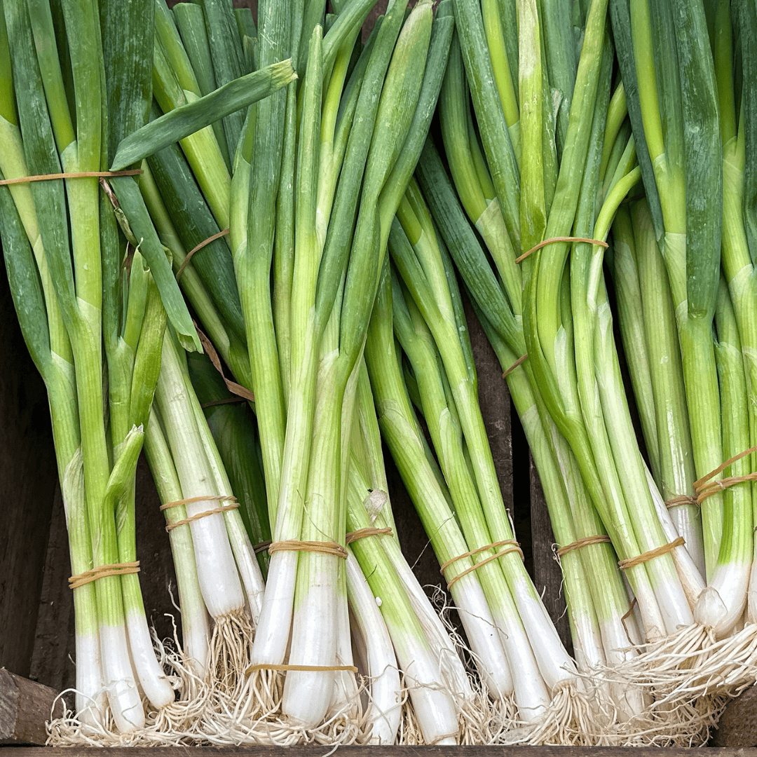 A bundle of fresh green spring onions tied together, showing white roots and green stalks with natural soil still attached.