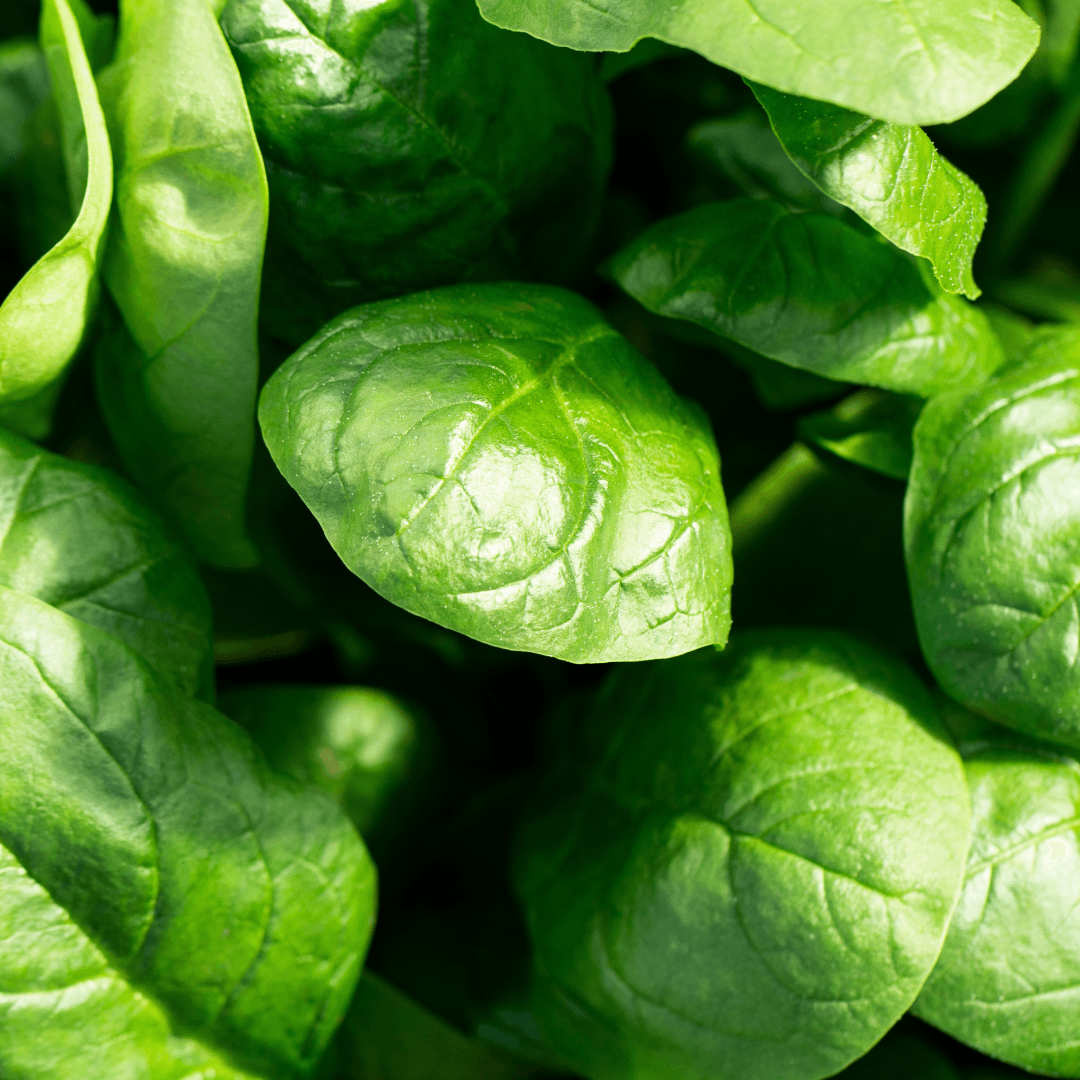 Close-up photograph of vibrant green hop cones clustered together, showing the papery bracts and natural texture of fresh hops.