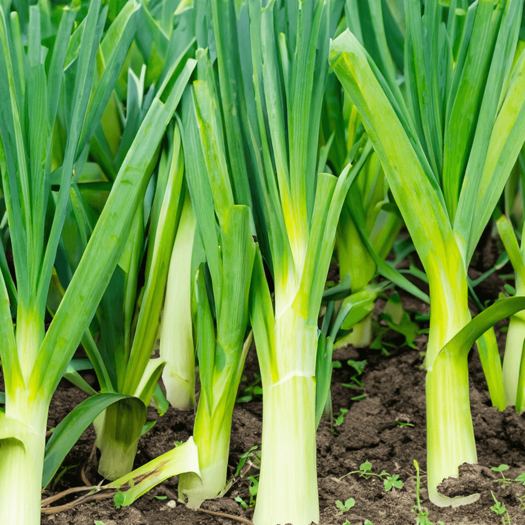 Close-up view of fresh young leeks growing in dark soil, showing white bases and green tops with natural garden setting.