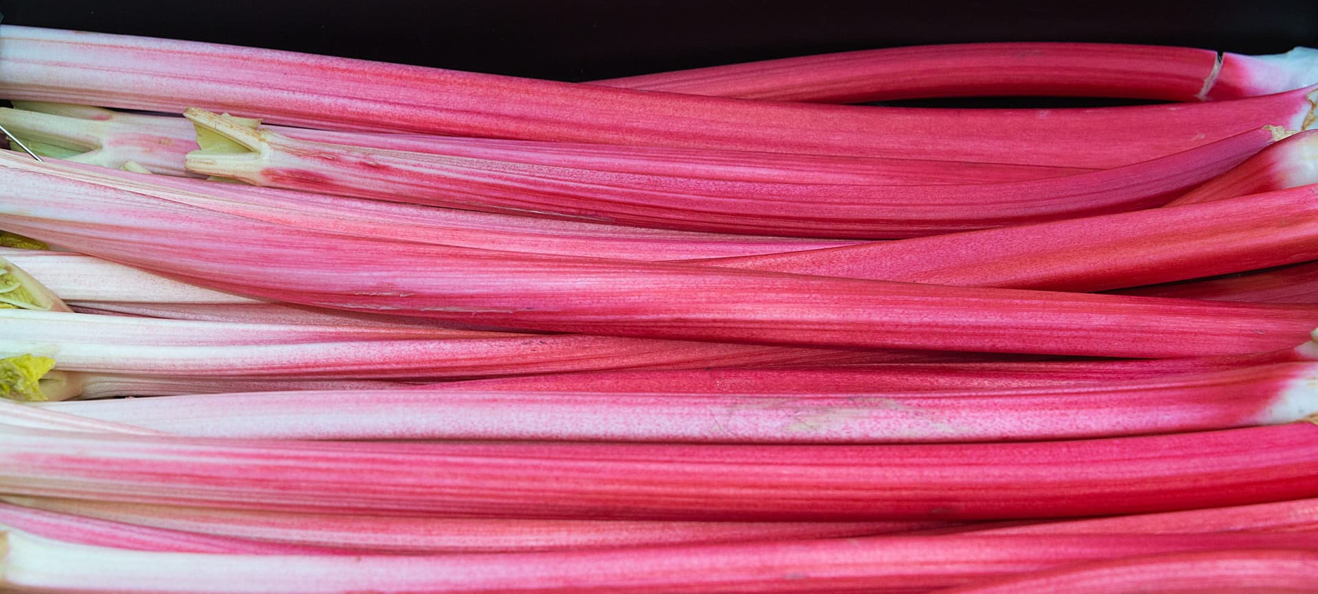 yorkshire rhubarb