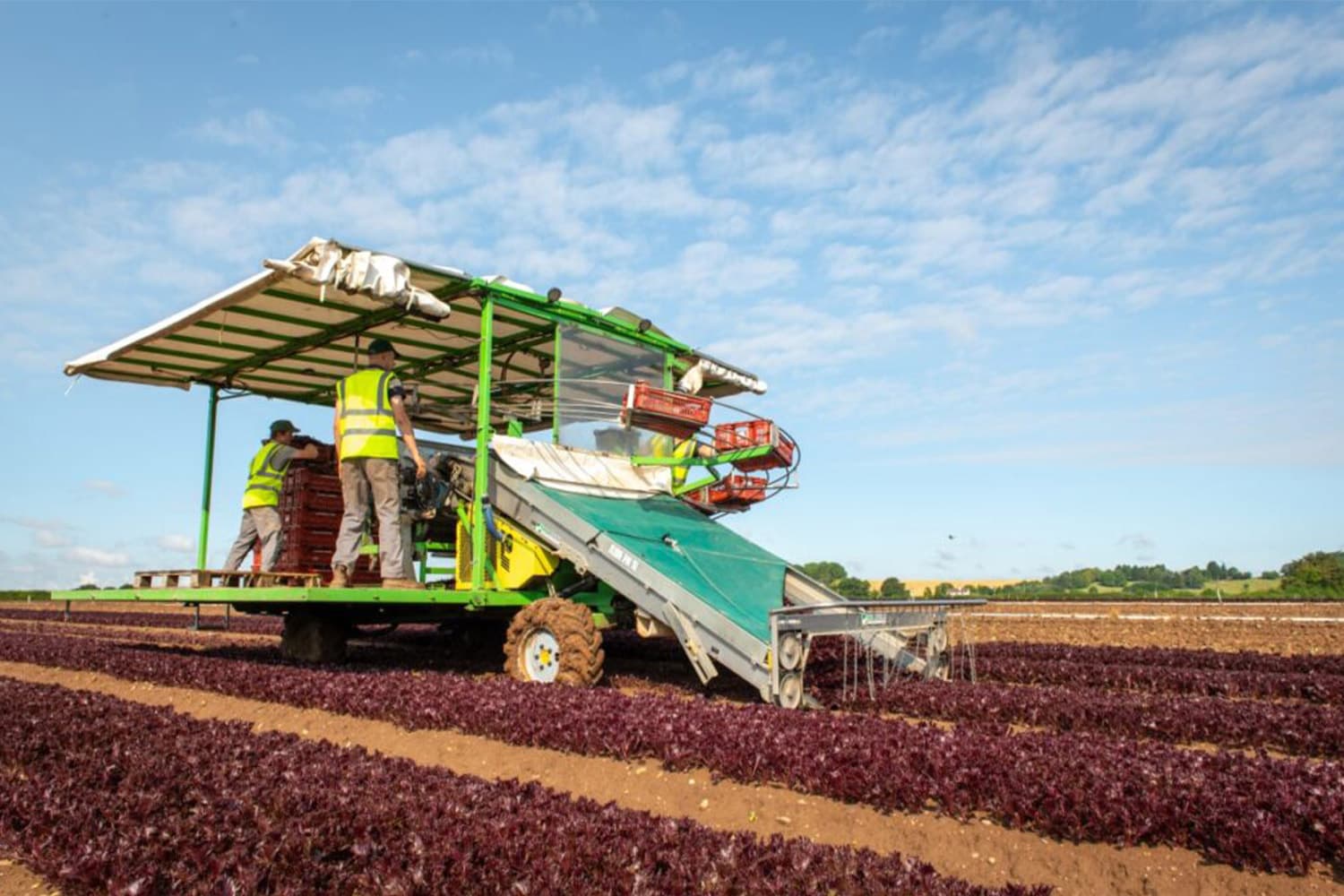 Agricultural harvesting equipment operating in a field of red berries, with workers in high-visibility clothing managing the crop collection process.