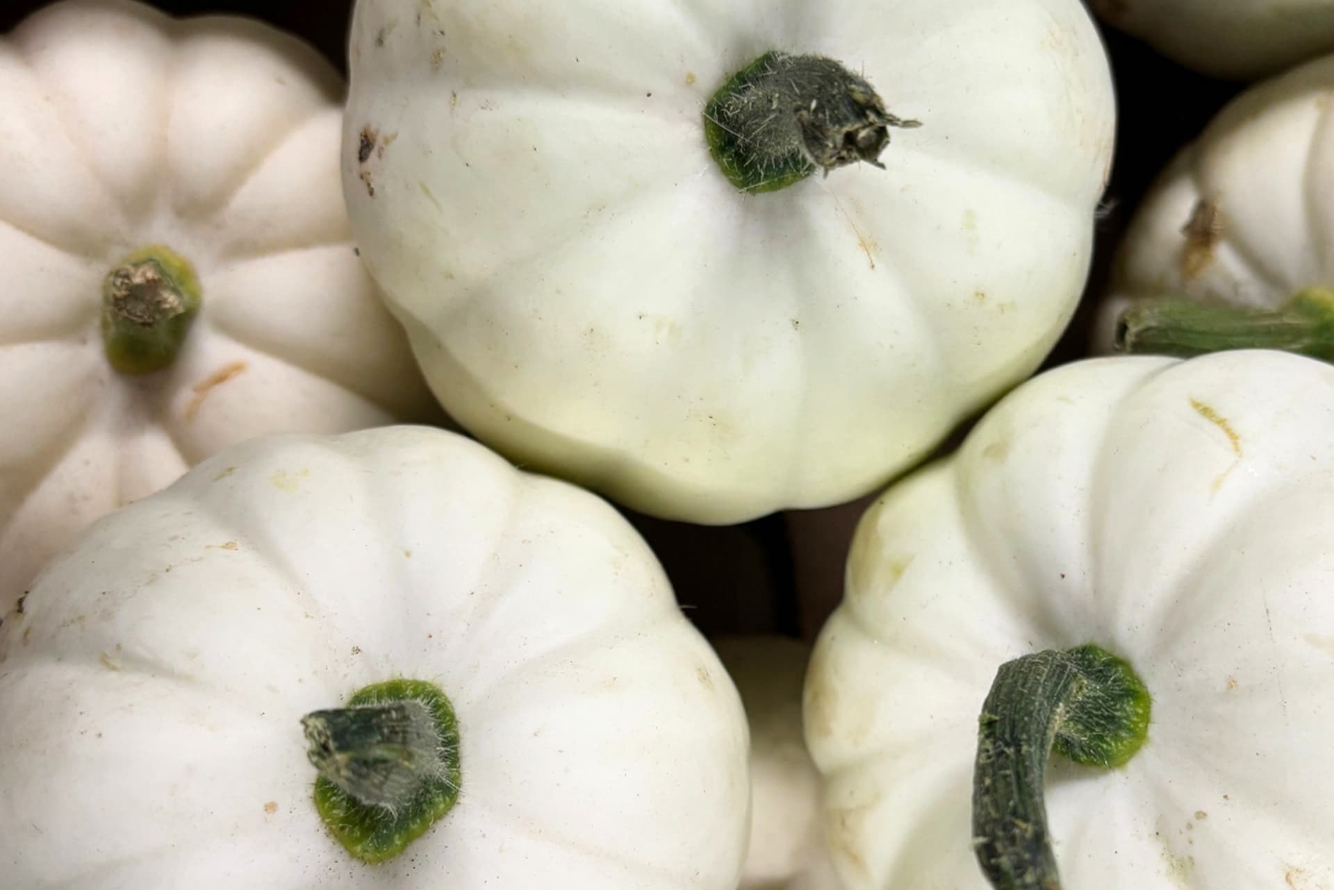 Close-up of fresh white Crown Prince squashes with green stems clustered together