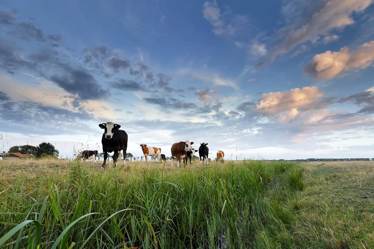A herd of mixed-coloured cattle standing in a grassy field with dramatic clouds overhead, representing ethical and sustainable livestock farming.