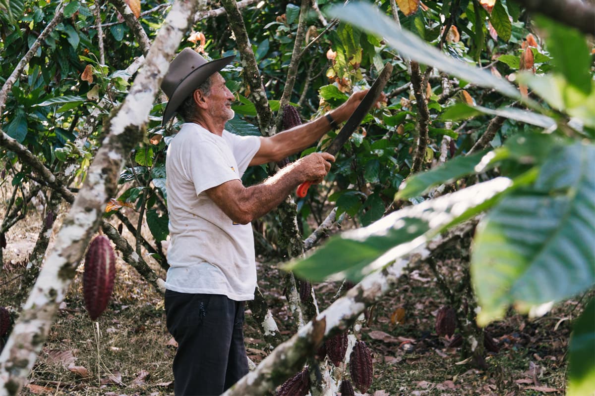 A man in a white shirt and cowboy hat harvesting cacao pods from trees in a tropical plantation using a machete.
