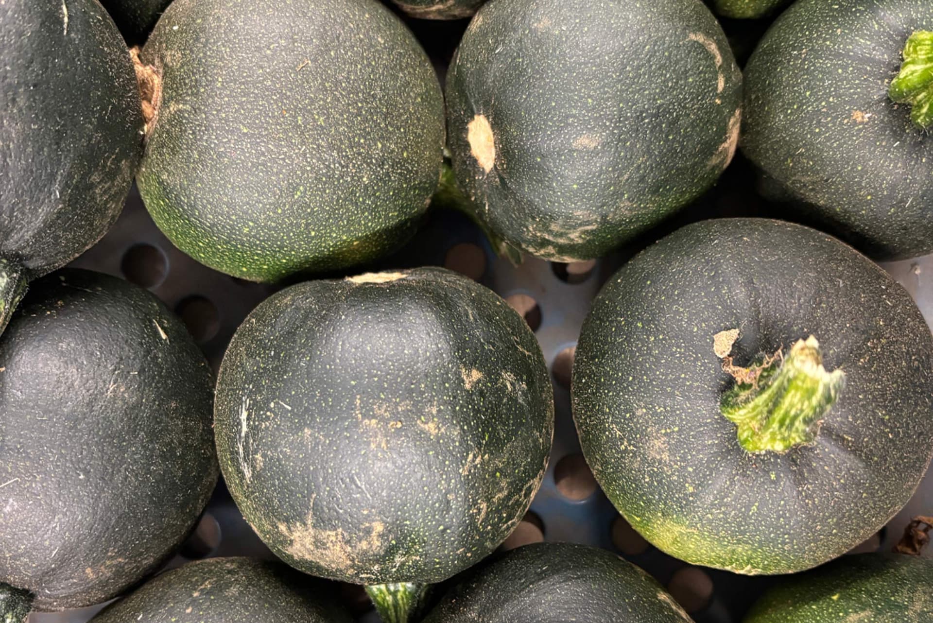 Close-up of multiple dark green gem squashes with textured skin and visible stems, arranged together showing their natural appearance.