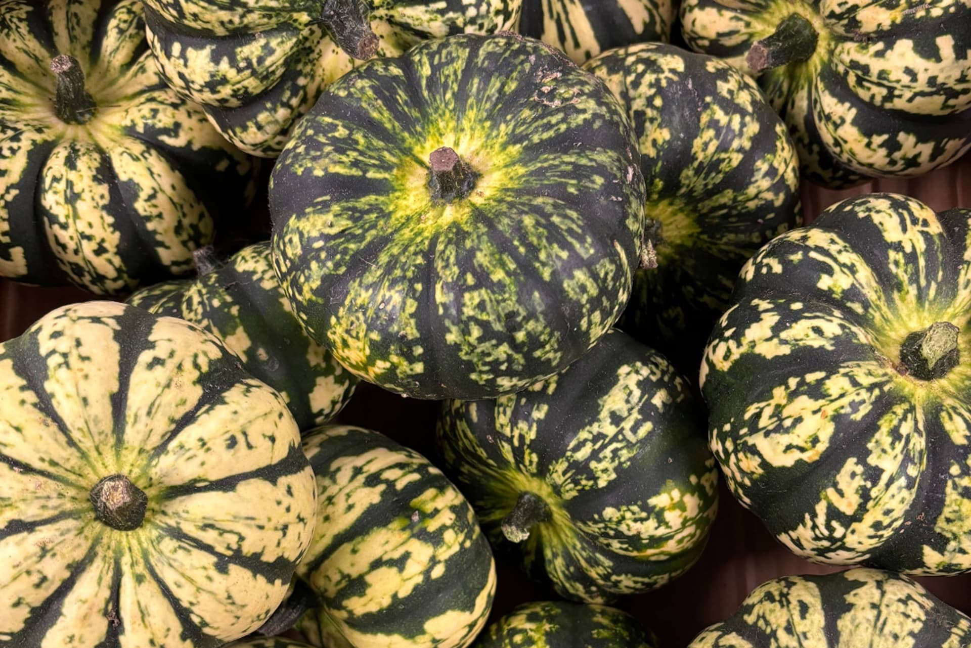 A group of fresh harlequin squashes displaying distinctive dark green and pale yellow striped patterns, arranged closely together.