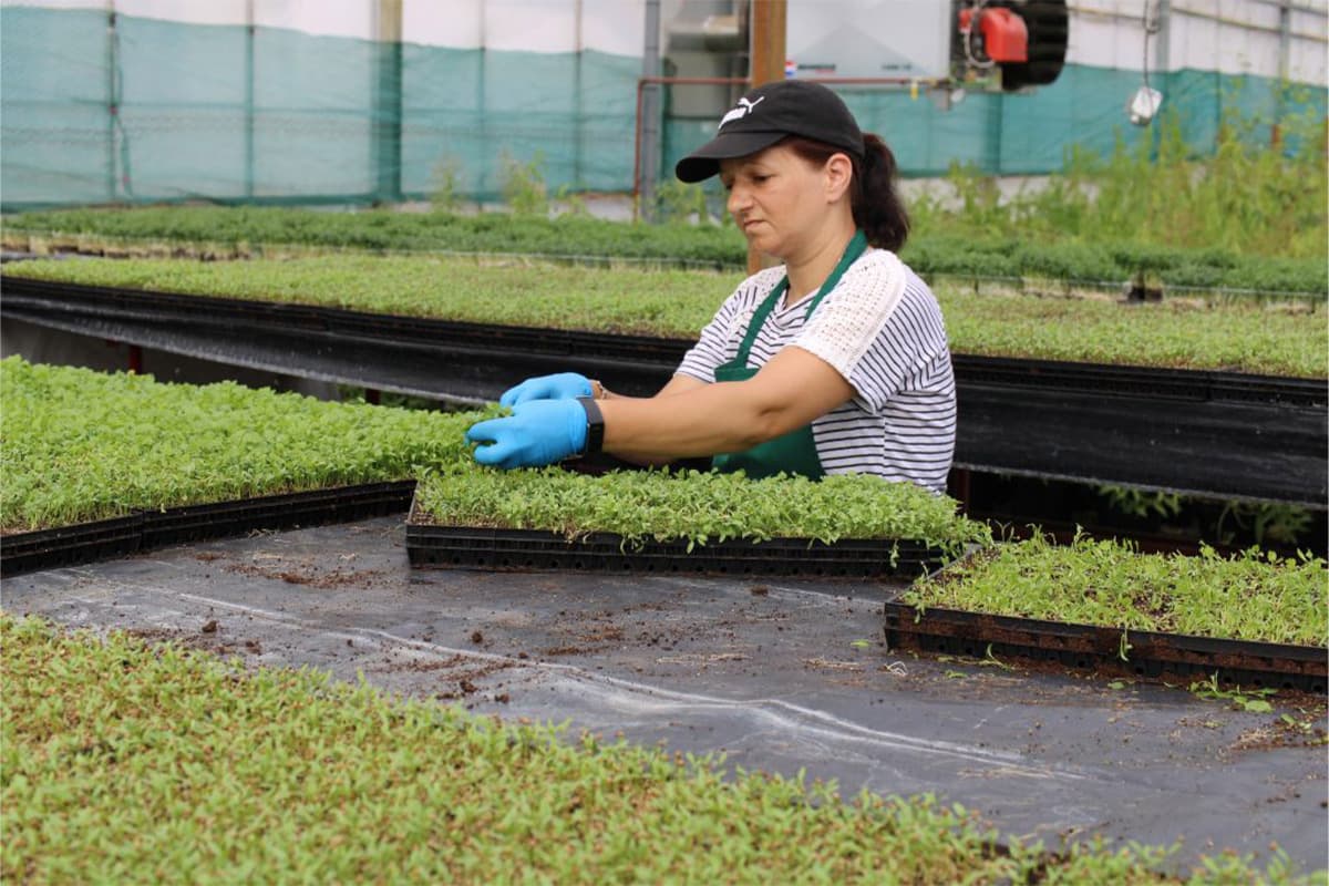 A nursery worker wearing a black cap, striped shirt and blue gloves carefully inspects young green seedlings growing in black trays within a greenhouse facility.
