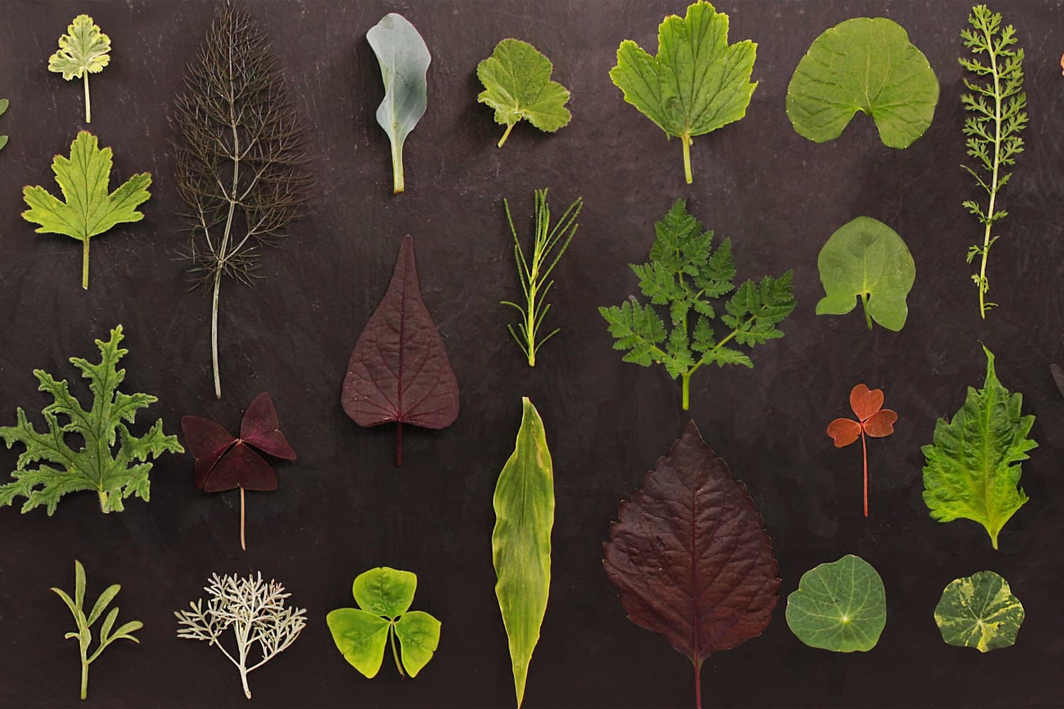 A flat lay arrangement of 20+ pressed botanical specimens including various herbs, leaves, and flowers displayed on a dark brown background, featuring green foliage, dark burgundy leaves, and delicate plant structures.