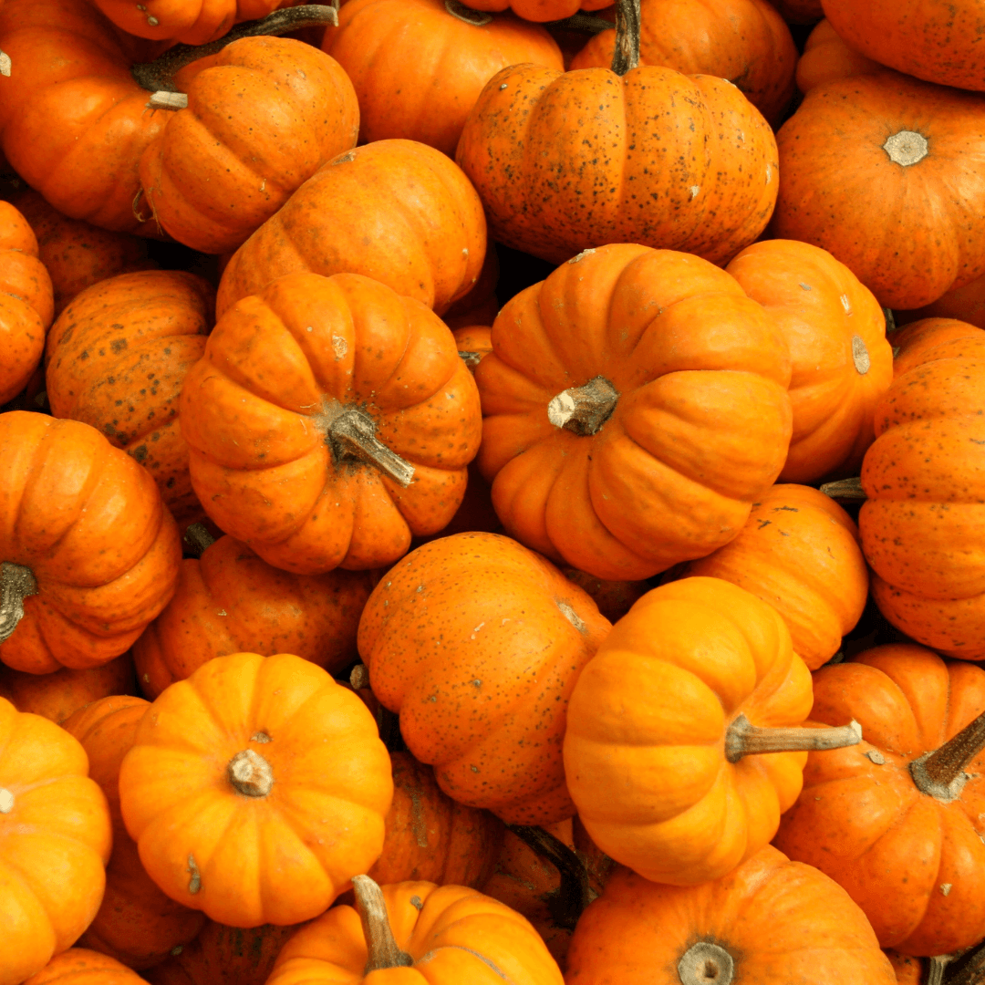 Close-up overhead view of multiple fresh orange pumpkins with stems clustered together, displaying natural variation in size and colouration.
