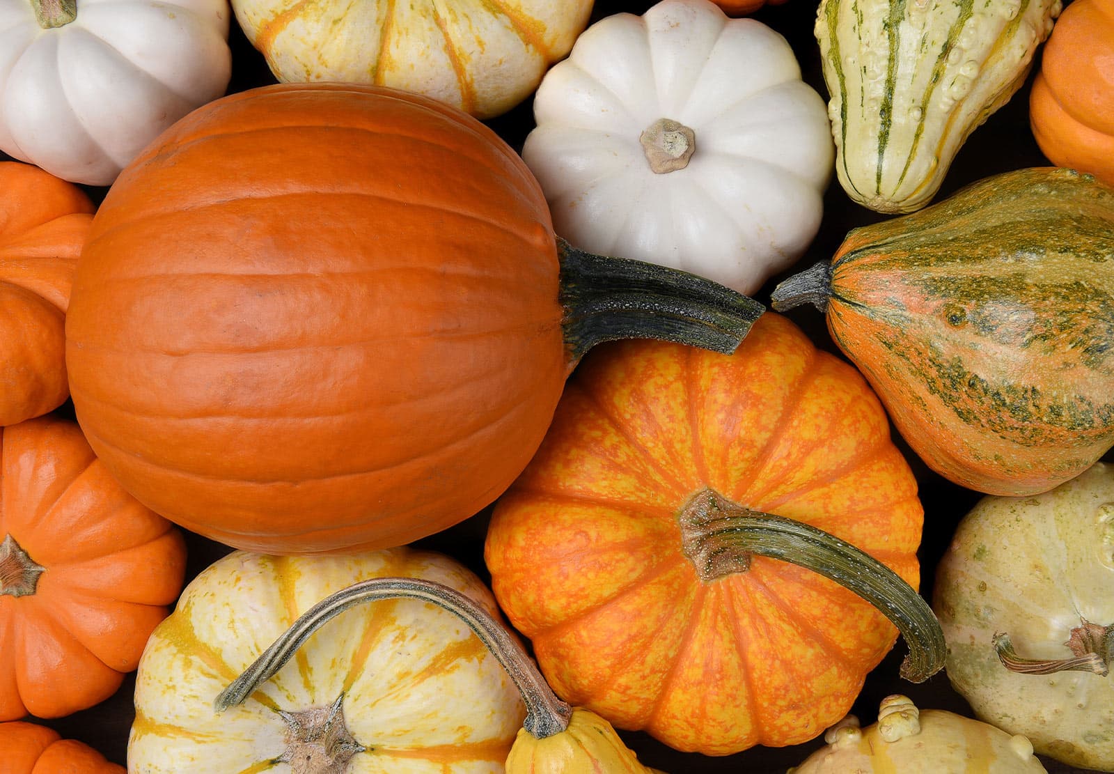 What's Coming Into Season This Autumn