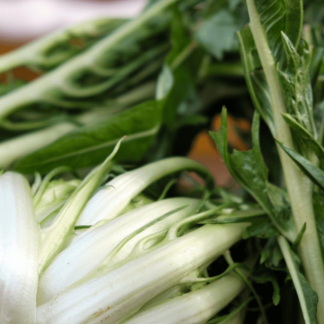 Close-up of fresh puntarella chicory showing white and pale green stems with darker green leafy tops