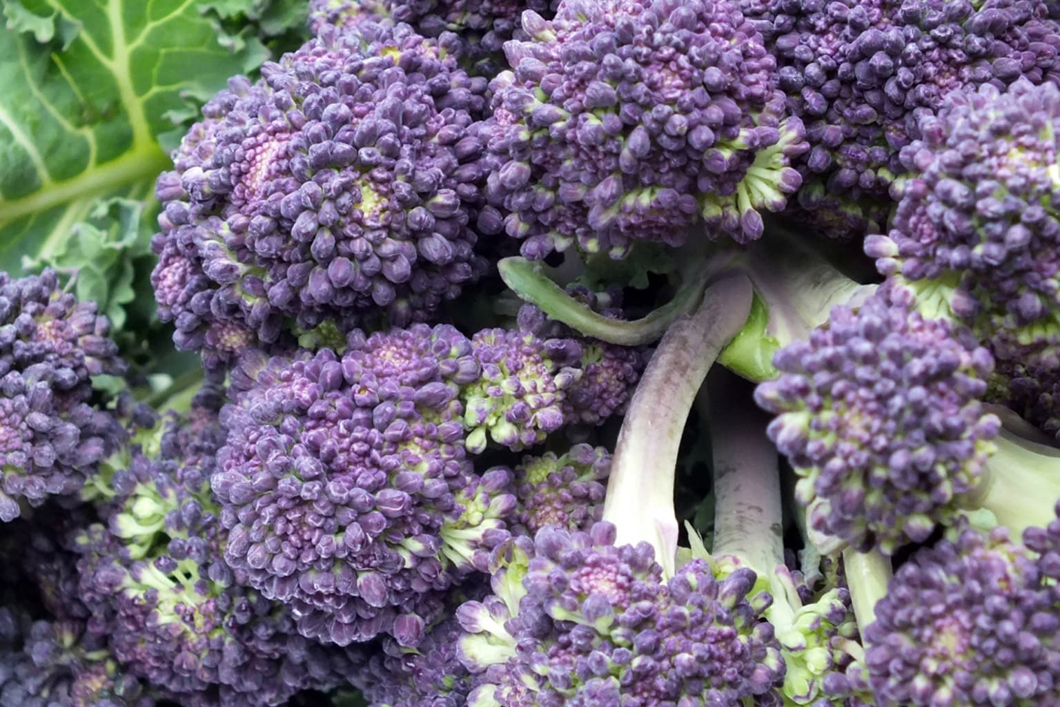 Close-up photograph of vibrant purple broccoli florets with green stems, showing fresh produce detail.
