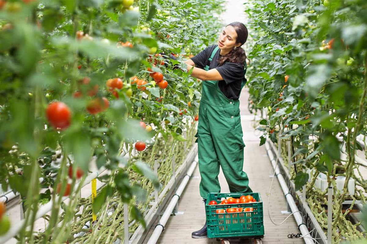 A farm worker in green overalls picking ripe red tomatoes from plants in a commercial greenhouse, with a green crate of harvested tomatoes below.