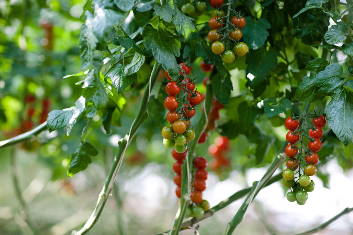Clusters of ripe and ripening tomatoes hanging on the vine with green foliage, displayed at a fresh produce stall