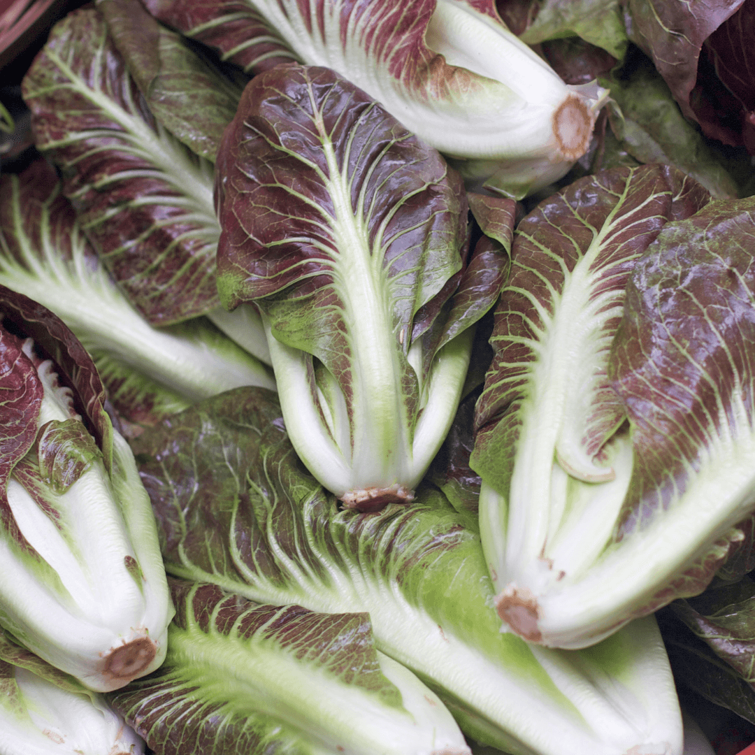 Close-up overhead view of several fresh Treviso radicchio heads showing distinctive purple and white striped leaves with white ribs.