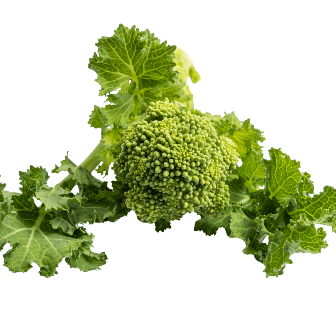 A vibrant green broccoli rabe head with leafy stems isolated on a white background.