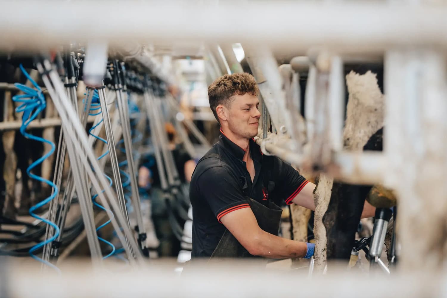 A farm worker in black and red uniform inspecting milking equipment in a dairy farming facility, surrounded by stainless steel pipes and machinery.