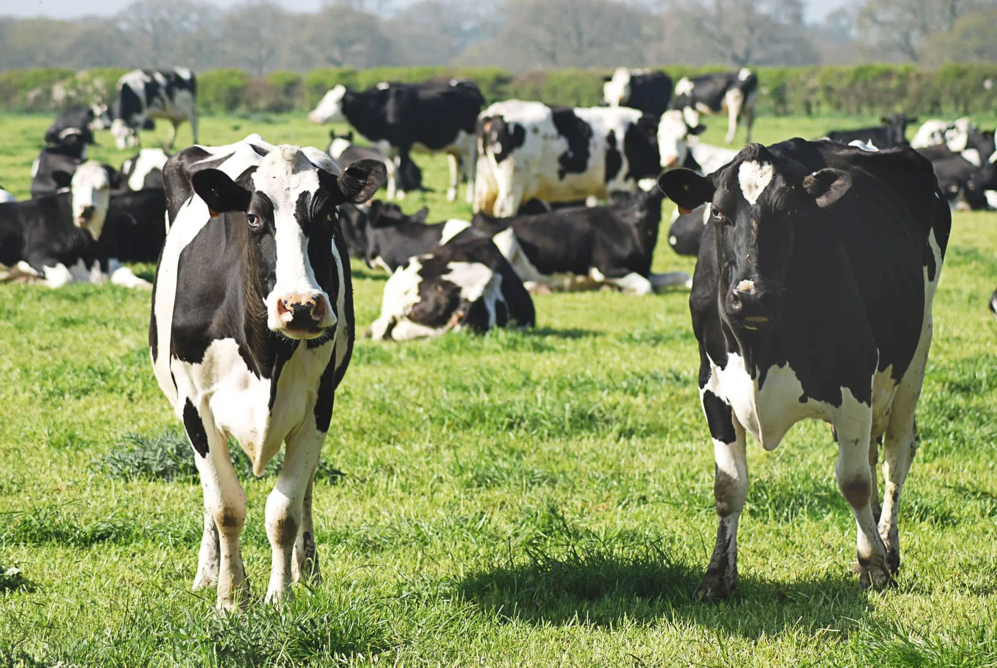Black and white Holstein dairy cows grazing in a lush green field, with a herd visible in the background under clear skies.