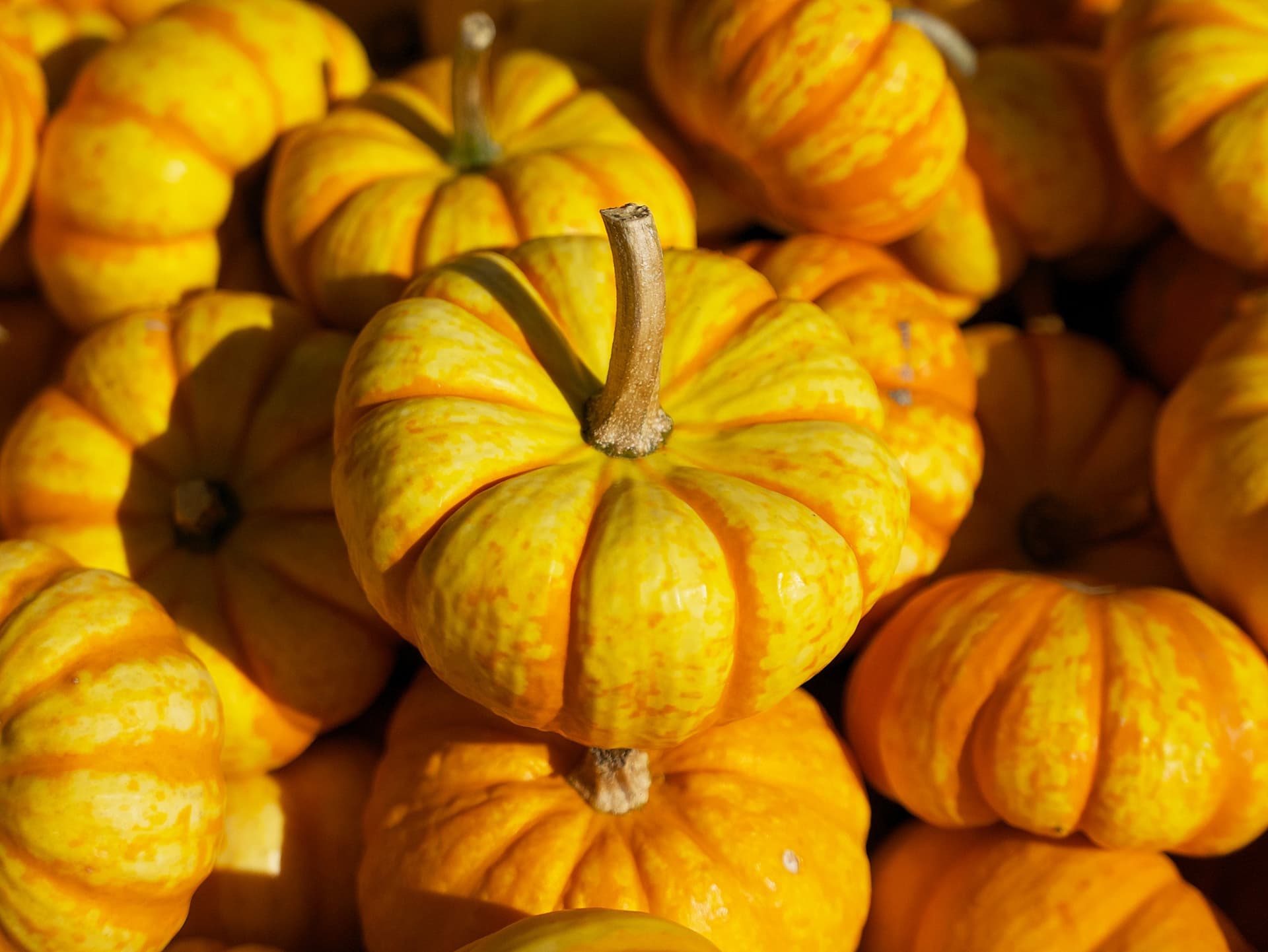 Close-up of multiple bright yellow and orange mini pumpkins clustered together, showing their distinctive ridged texture and natural stems.